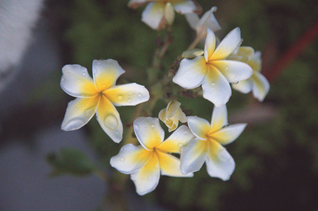 Karl Young II, Perfect Plumeria, 2022.