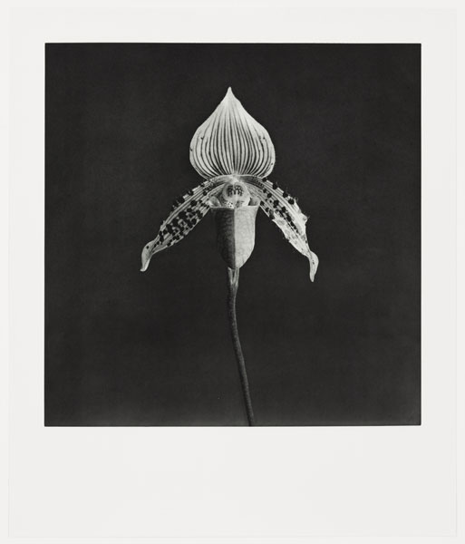 mapplethorpe